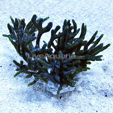 Green Finger Algae 